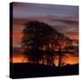 Clump of Trees at Sunrise, Avebury, Wiltshire, England, United Kingdom, Europe-Stuart Black-Stretched Canvas