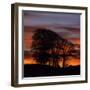 Clump of Trees at Sunrise, Avebury, Wiltshire, England, United Kingdom, Europe-Stuart Black-Framed Photographic Print