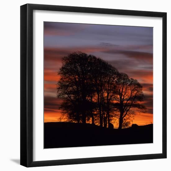 Clump of Trees at Sunrise, Avebury, Wiltshire, England, United Kingdom, Europe-Stuart Black-Framed Photographic Print