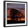 Clump of Trees at Sunrise, Avebury, Wiltshire, England, United Kingdom, Europe-Stuart Black-Framed Photographic Print