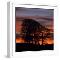 Clump of Trees at Sunrise, Avebury, Wiltshire, England, United Kingdom, Europe-Stuart Black-Framed Photographic Print