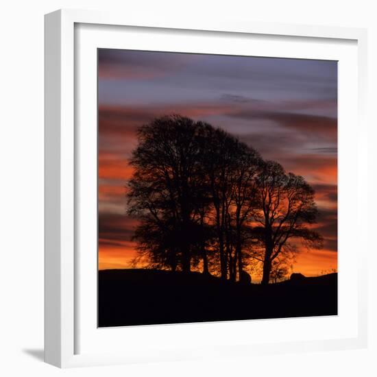 Clump of Trees at Sunrise, Avebury, Wiltshire, England, United Kingdom, Europe-Stuart Black-Framed Photographic Print