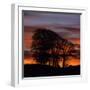 Clump of Trees at Sunrise, Avebury, Wiltshire, England, United Kingdom, Europe-Stuart Black-Framed Photographic Print