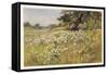 Clump of Wild Daisies in a Spring Meadow-Berenger Benger-Framed Stretched Canvas