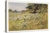 Clump of Wild Daisies in a Spring Meadow-Berenger Benger-Stretched Canvas