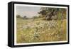Clump of Wild Daisies in a Spring Meadow-Berenger Benger-Framed Stretched Canvas