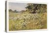 Clump of Wild Daisies in a Spring Meadow-Berenger Benger-Stretched Canvas