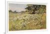 Clump of Wild Daisies in a Spring Meadow-Berenger Benger-Framed Art Print