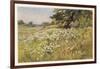 Clump of Wild Daisies in a Spring Meadow-Berenger Benger-Framed Art Print