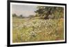 Clump of Wild Daisies in a Spring Meadow-Berenger Benger-Framed Art Print