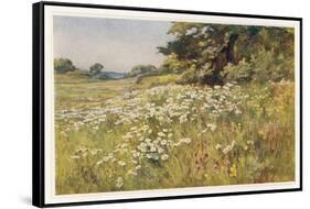 Clump of Wild Daisies in a Spring Meadow-Berenger Benger-Framed Stretched Canvas