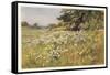 Clump of Wild Daisies in a Spring Meadow-Berenger Benger-Framed Stretched Canvas