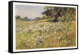 Clump of Wild Daisies in a Spring Meadow-Berenger Benger-Framed Stretched Canvas