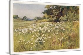 Clump of Wild Daisies in a Spring Meadow-Berenger Benger-Stretched Canvas