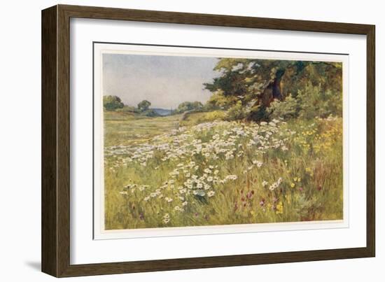 Clump of Wild Daisies in a Spring Meadow-Berenger Benger-Framed Art Print