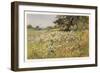 Clump of Wild Daisies in a Spring Meadow-Berenger Benger-Framed Art Print