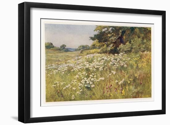 Clump of Wild Daisies in a Spring Meadow-Berenger Benger-Framed Art Print