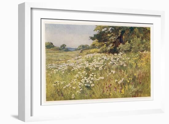 Clump of Wild Daisies in a Spring Meadow-Berenger Benger-Framed Art Print