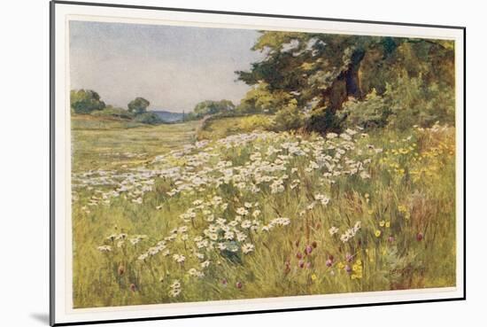 Clump of Wild Daisies in a Spring Meadow-Berenger Benger-Mounted Art Print