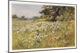 Clump of Wild Daisies in a Spring Meadow-Berenger Benger-Mounted Art Print