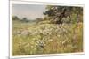 Clump of Wild Daisies in a Spring Meadow-Berenger Benger-Mounted Art Print