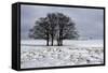 Clump of Winter Trees-Stuart Black-Framed Stretched Canvas