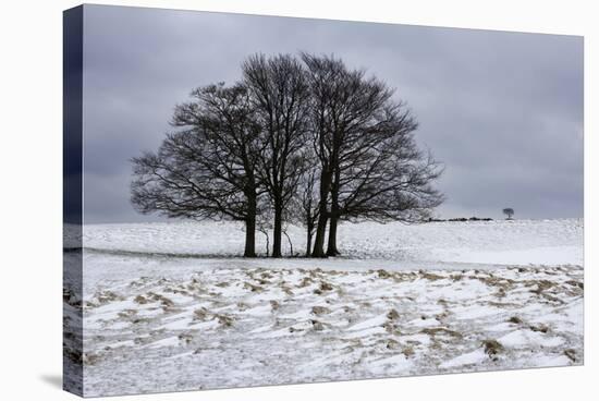 Clump of Winter Trees-Stuart Black-Stretched Canvas