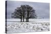 Clump of Winter Trees-Stuart Black-Stretched Canvas