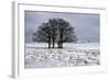 Clump of Winter Trees-Stuart Black-Framed Photographic Print