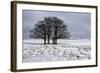 Clump of Winter Trees-Stuart Black-Framed Photographic Print