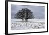 Clump of Winter Trees-Stuart Black-Framed Photographic Print