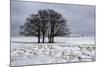 Clump of Winter Trees-Stuart Black-Mounted Photographic Print