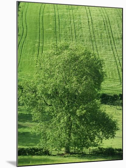 Clun Valley, Shropshire, England, United Kingdom, Europe-Woolfitt Adam-Mounted Photographic Print