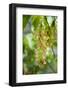 Cluster Flowers Vertical-Sheila Haddad-Framed Photographic Print