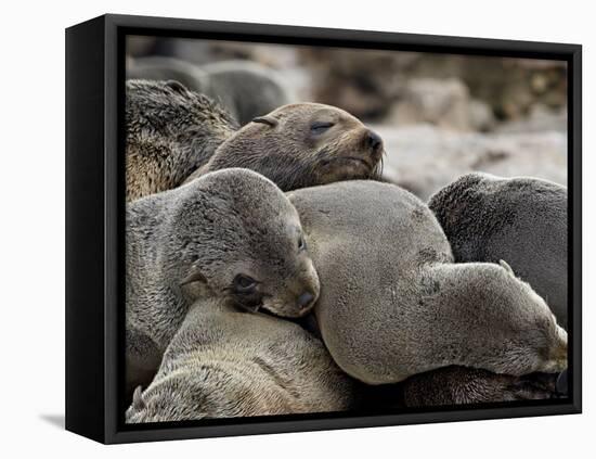 Cluster of Cape Fur Seal, Elands Bay, Western Cape Province, South Africa-James Hager-Framed Stretched Canvas