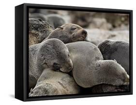 Cluster of Cape Fur Seal, Elands Bay, Western Cape Province, South Africa-James Hager-Framed Stretched Canvas