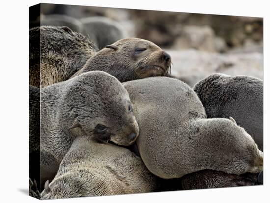 Cluster of Cape Fur Seal, Elands Bay, Western Cape Province, South Africa-James Hager-Stretched Canvas