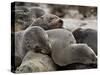 Cluster of Cape Fur Seal, Elands Bay, Western Cape Province, South Africa-James Hager-Stretched Canvas