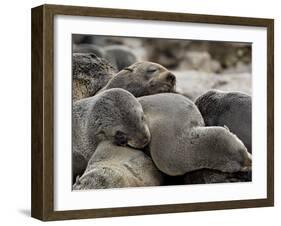 Cluster of Cape Fur Seal, Elands Bay, Western Cape Province, South Africa-James Hager-Framed Photographic Print