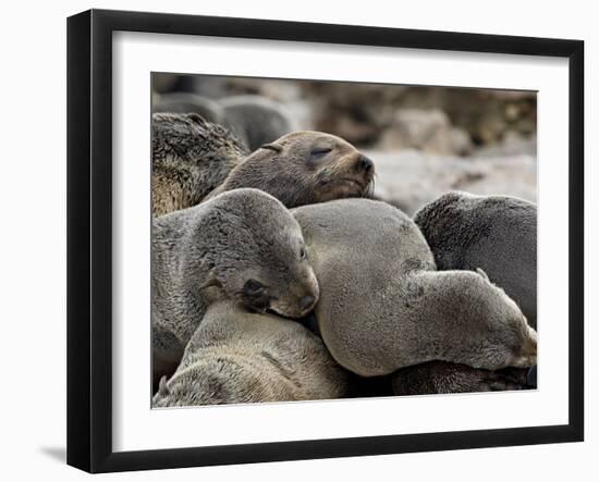 Cluster of Cape Fur Seal, Elands Bay, Western Cape Province, South Africa-James Hager-Framed Photographic Print