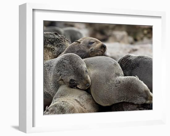 Cluster of Cape Fur Seal, Elands Bay, Western Cape Province, South Africa-James Hager-Framed Photographic Print