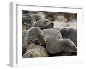 Cluster of Cape Fur Seal, Elands Bay, Western Cape Province, South Africa-James Hager-Framed Photographic Print