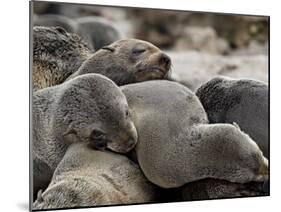 Cluster of Cape Fur Seal, Elands Bay, Western Cape Province, South Africa-James Hager-Mounted Photographic Print