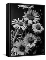 Cluster of Daisies-Bettmann-Framed Stretched Canvas