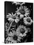 Cluster of Daisies-Bettmann-Stretched Canvas