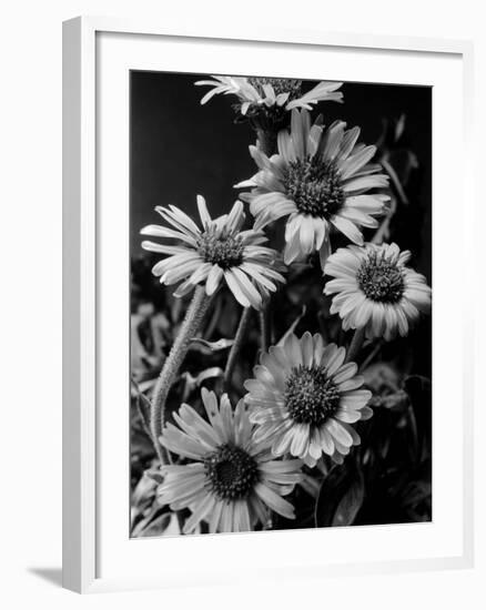 Cluster of Daisies-Bettmann-Framed Photographic Print