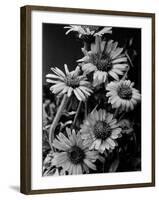 Cluster of Daisies-Bettmann-Framed Photographic Print