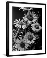 Cluster of Daisies-Bettmann-Framed Photographic Print