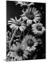 Cluster of Daisies-Bettmann-Mounted Photographic Print