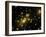 Cluster of Galaxies, Abell 2218, in Constellation Draco from Hubble Space Telescope-Andrew Fruchter-Framed Photographic Print